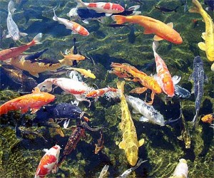 Koi Carp 2